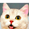 壁纸 动物 猫 猫咪 小猫 桌面 100_100 gif 动态图 动图